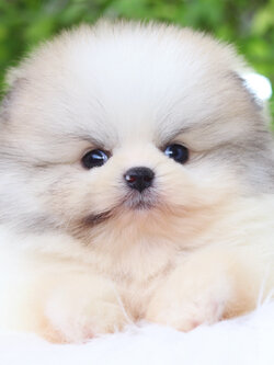 ปอมเมอเรเนียน เพศผู้ สีแฟนซี เกรดโชว์