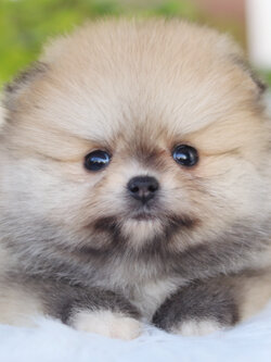 ปอมเมอเรเนียน เพศเมียสีส้ม เกรดโชว์