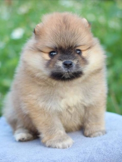 ปอมเมอเรเนียน เพศเมีย