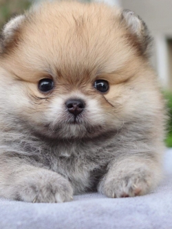 ปอมเมอเรเนียน เพศเมีย