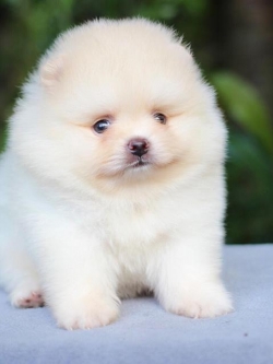 ปอมเมอเรเนียน เพศผู้หน้าหมี