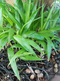 ต้นกล้า หมากนวล ราคาถูกที่สุด