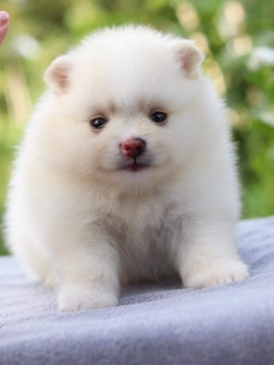 ปอมเมอเรเนียน เพศเมีย