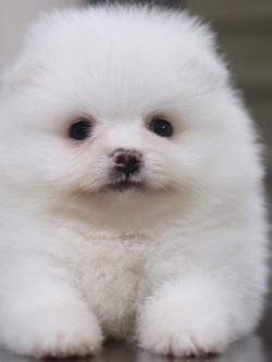 ปอมเมอเรเนียน เพศผู้