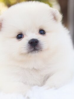 ปอมเมอเรเนียน เพศเมียสีขาวครีม