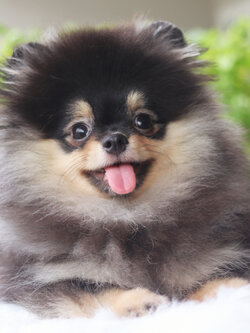 ปอมเมอเรเนียน เพศผู้สีแบล็คแทน