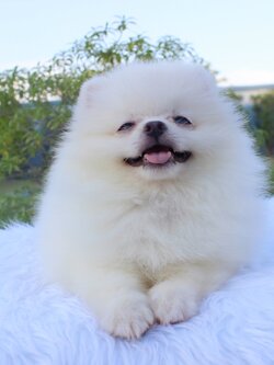 น้องปอมเมอเรเนียน เพศเมีย สีขาวครีม