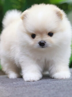 ปอมเมอเรเนียน เพศเมีย