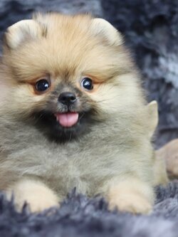 ปอมเมอเรเนียน เพศผู้ สีส้ม