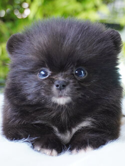 ปอมเมอเรเนียน เพศผู้สีดำ