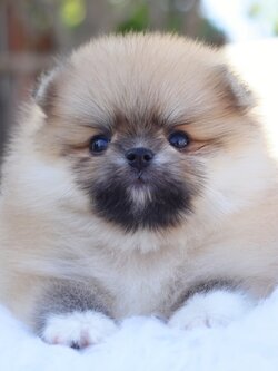 ปอมเมอเรเนียน เพศเมียสีส้ม