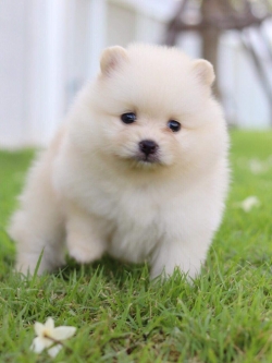 ปอมเมอเรเนียน เพศเมีย