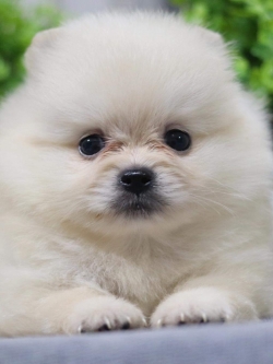 ปอมเมอเรเนียน เพศผู้