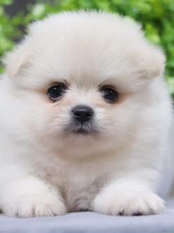 ปอมเมอเรเนียน เพศผู้