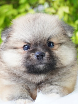 ปอมเมอเรเนียน เพศเมียสีส้ม