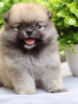 ปอมเมอเรเนียน เพศเมีย