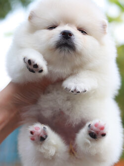 ปอมเมอเรเนียน เพศเมีย