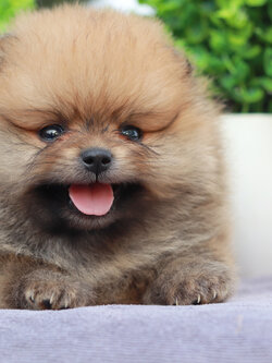 ปอมเมอเรเนียน เพศผู้สีส้ม