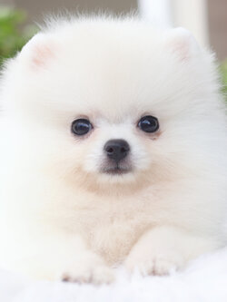 ปอมเมอเรเนียน เพศเมียสีขาวครีม