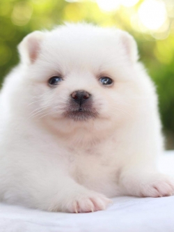 ปอมเมอเรเนียน เพศเมีย