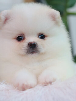 ปอมเมอเรเนียน เพศผู้สีขาวขนแน่นๆ