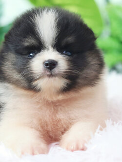 ปอมเมอเรเนียน เพศผู้ สีแฟนซี