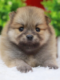 ปอมเมอเรเนียน เพศเมียส้ม หน้าฟ็อก