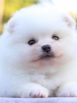 ปอมเมอเรเนียน เพศผู้