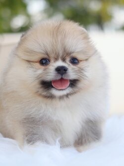 ปอมเมอเรเนียน เพศเมียสีส้มเกรดโชว์