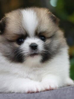 ปอมเมอเรเนียน เพศเมีย