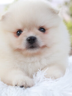 ปอมเมอเรเนียน เพศผู้ สีขาวครีม