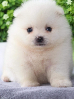 ปอมเมอเรเนียน เพศผู้