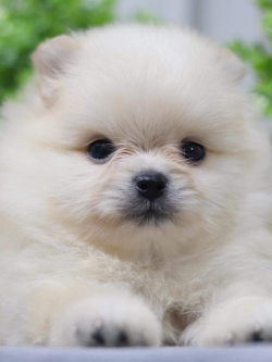 ปอมเมอเรเนียน เพศผู้