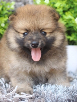 ปอมเมอเรเนียน เพศเมียหน้าฟ็อก