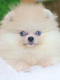 ปอมเมอเรเนียน เพศเมียสีส้ม ตาสีฟ้า