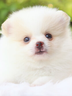 ปอมเมอเรเนียน เพศผู้สีขาวครีม