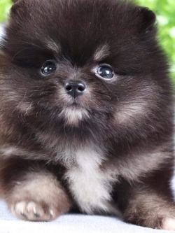 ปอมเมอเรเนียน เพศผู้