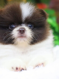 ปอมเมอเรเนียน เพศผู้ สีปาร์ตี้ช็อค ไซส์เล็ก