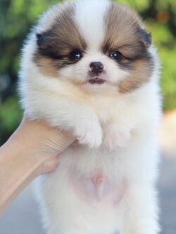 ปอมเมอเรเนียน เพศผู้ สีแฟนซี หน้าฟ็อก