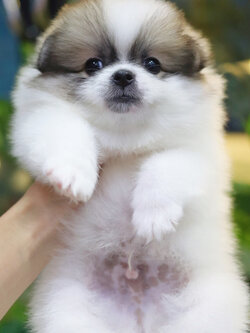 ปอมเมอเรเนียน เพศผู้แฟนซีเกรดเลี้ยงเล่นไซส์ปกติ