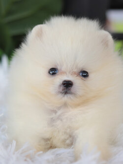 ปอมเมอเรเนียน เพศผู้ทีคัพ