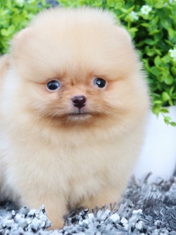 ปอมเมอเรเนียน เพศผู้