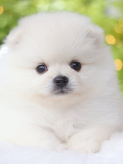 ปอมเมอเรเนียน เพศผู้สีขาวครีม