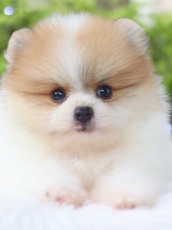 ปอมเมอเรเนียน เพศผู้สีแฟนซีเกรดโชว์