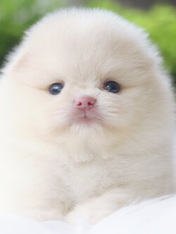 ปอมเมอเรเนียน เพศผู้ สีขาวครีม เกรดโชว์