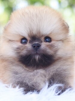 ปอมเมอเรเนียน เพศผู้สีส้มเกรดโชว์