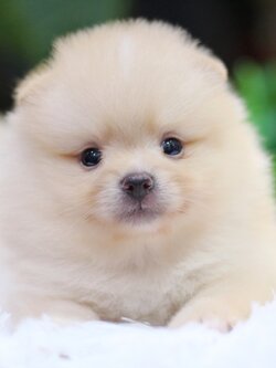 ปอมเมอเรเนียน เพศผู้ ขาวครีม