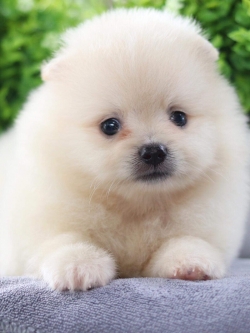 ปอมเมอเรเนียน เพศผู้