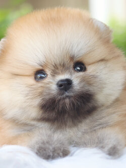 ปอมเมอเรเนียน เพศผู้ สีส้ม เกรดโชว์