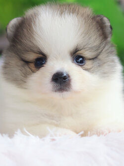 ปอมเมอเรเนียน เพศเมีย สีแฟนซี